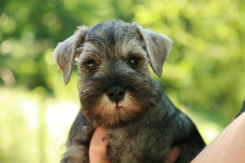 VALENTINO CHIOT SCHNAUZER NAIN A VENDRE